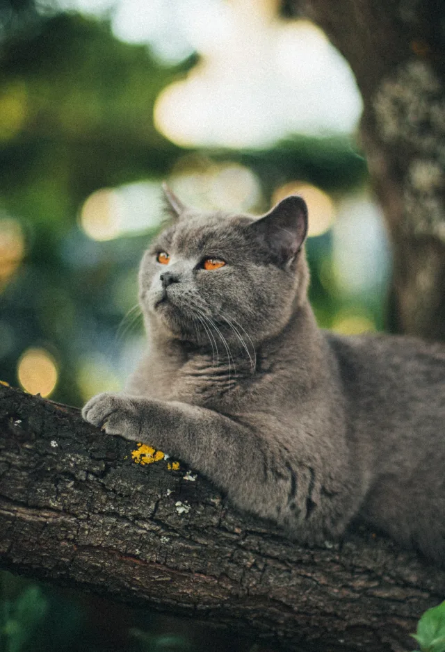 Cat sitting in tree